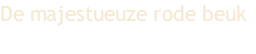 De majestueuze rode beuk
